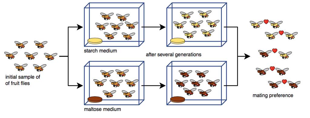 CONCEPT: SPECIATION Speciation is the formation of a new species through Reproductive isolation is a collection of evolutionary mechanisms that block reproduction - Prezygotic mechanism prevents