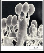 the mushroom each basidium produces 4