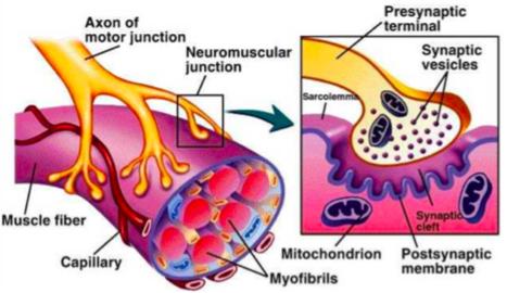 Neuromuscular Junction Involves intercellular connection between the nervous system and skeletal muscle