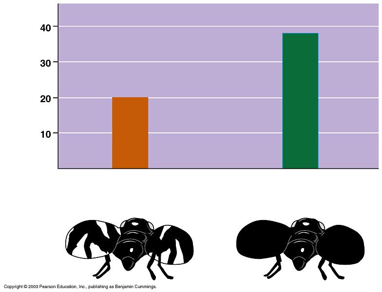 Pounce rate (% of trials in which spider jumped on fly) Case study: spider mimicry