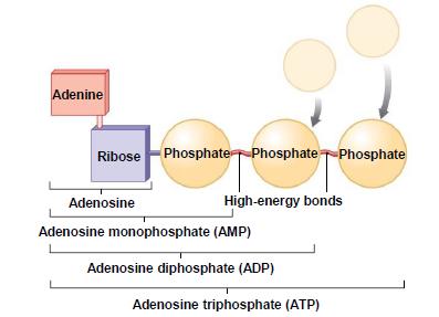 Triphosphate (ATP) >