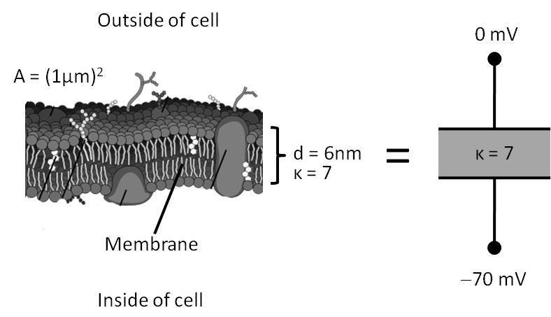 8. A neuron can be modeled as a parallel plate capacitor, with the membrane acting as a dielectric and ions as charges on the plates. The membrane has a dielectric constant κ = 7.