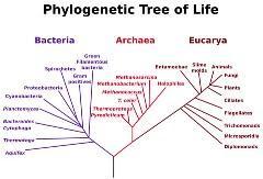 All living organisms fall into one of three D. Scientists use a three-d system to classify organisms.