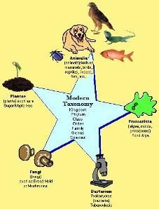 The science of organizing life forms using their physical characteristics is called t. D. The D are divided into 5 or 6 classifications called K.