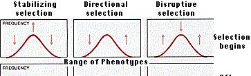 DEFINITION OF SELECTION Any consistent difference in fitness among phenotypically y different biological entities.