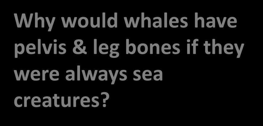 Hind leg bones on whale fossils Why would