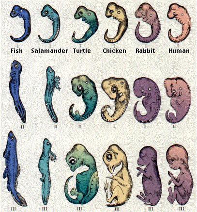 What is Comparative Embryology (development)? Comparing how different species develop before birth.