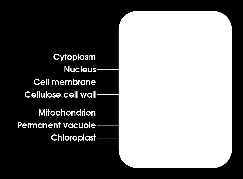 The Plant Cell 1. Chloroplast 2. Nucleus 3. Nucleoli 4. Cytoplasm 5. Cell Wall 6. Cell Membrane 7. Central Vacuole 8.
