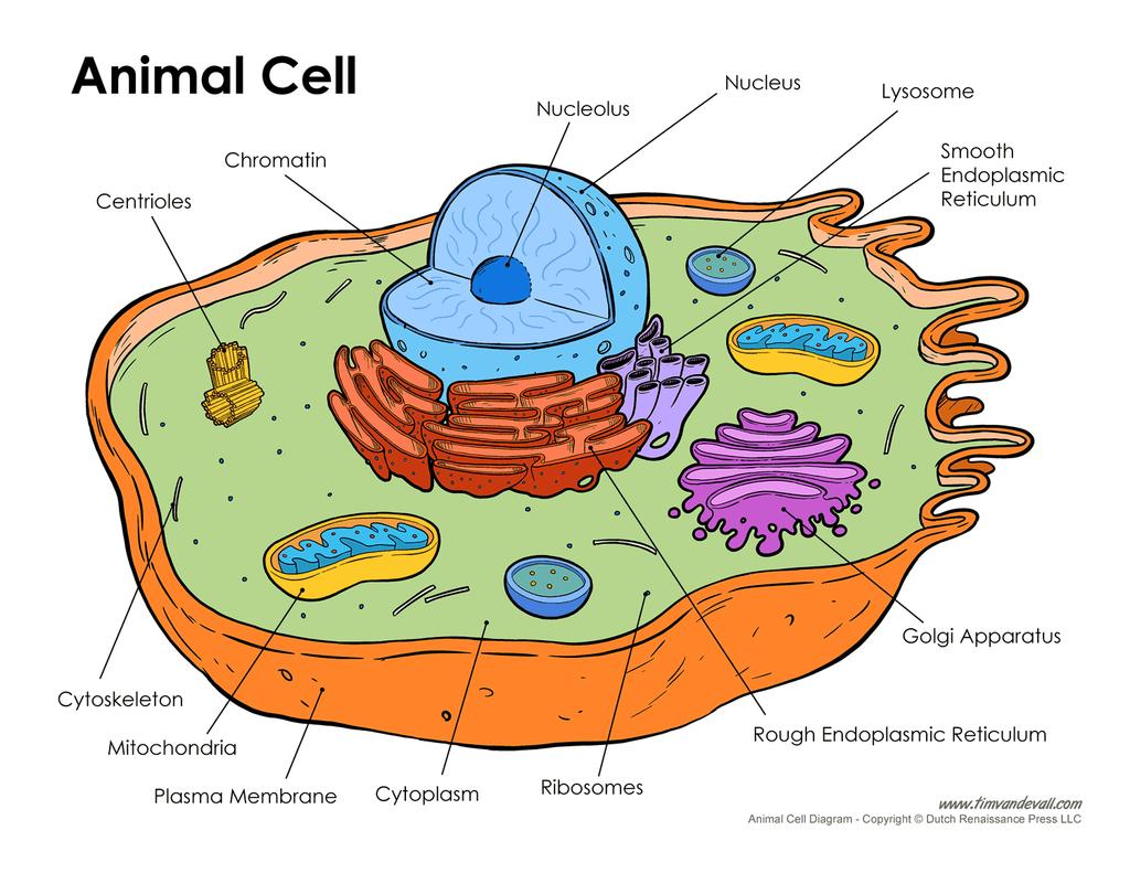 The Animal Cell 1. Cell membrane 2. Golgi apparatus 3. Ribosomes 4. Endoplasmic reticulum (rough) 5. Nucleolus 6. Nucleoplasm 7.