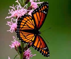 Practice: A monarch butterfly usually flies during the day and rests at night.
