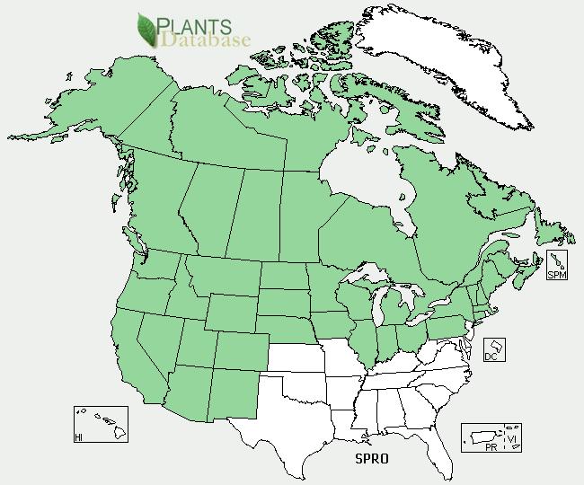 Plant Propagation Protocol for Spiranthes romanzoffiana ESRM 412 Native Plant Production A. B. FIGURE A. North America Distribution (USDA PLANTS database) FIGURE B.
