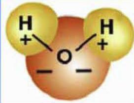 Water is the most common molecule in the body, and contains hydrogen bonds: in each water molecule, the shared electrons