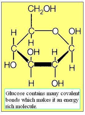 monos linked together. Example: sucrose (table sugar).