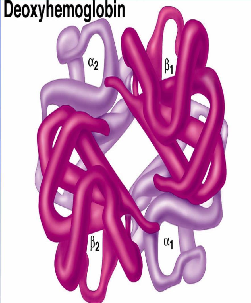 Quaternary structure - Different protein chains bind together and