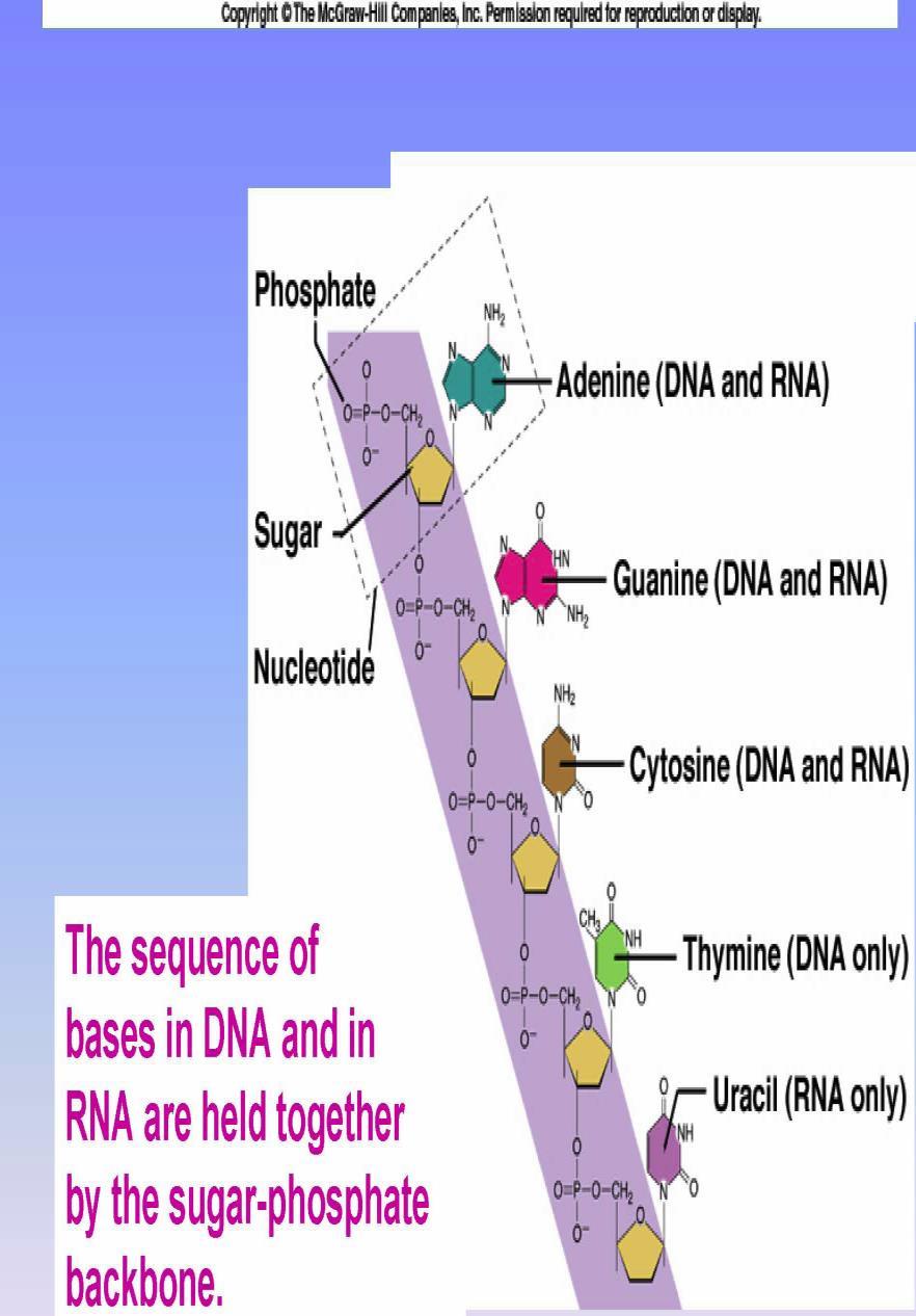 Nucleic acids are hooked together between the sugar and