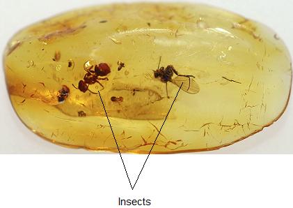 Fossils give us information about organisms from a long time ago. (a) Amber is a solid, glass-like material. Amber is formed from a thick, sticky liquid which oozes out of pine trees.