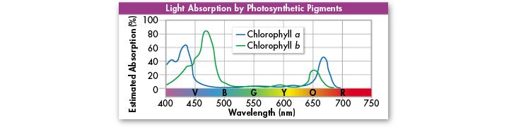 Pigments The two types of chlorophyll found in plants, chlorophyll a and chlorophyll b, absorb light very well in the blue-violet and red
