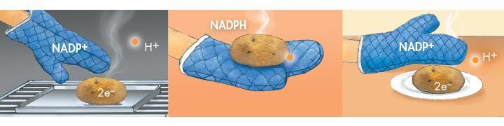 High-Energy Electrons NADP + (nicotinamide adenine dinucleotide phosphate) is a carrier molecule.