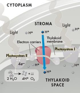 Electron Transport Chain Energy from the electrons is used by proteins in the