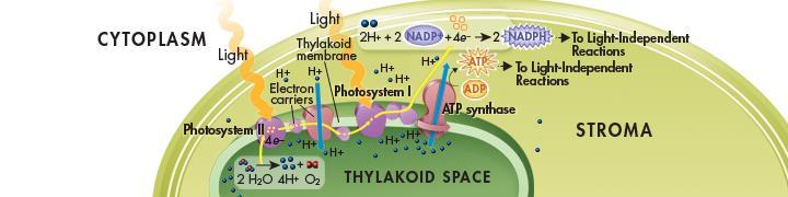 Summary of Light-Dependent Reactions The light-dependent reactions produce oxygen gas and convert ADP and NADP + into the