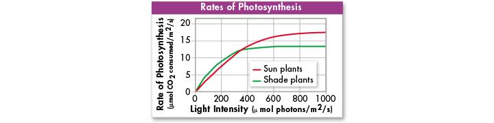 Temperature, Light, and Water High light intensity increases the rate of photosynthesis.