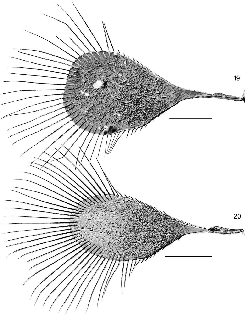 186 JOURNAL OF HYMENOPTERA RESEARCH Figs 19, 20. Mymaromella spp., fore wings. 19, M. cyclopterus, holotype; 20, M. pala, holotype. Scale lines 5 50 mm. (Gibson et al. 2007, figs 13, 35).