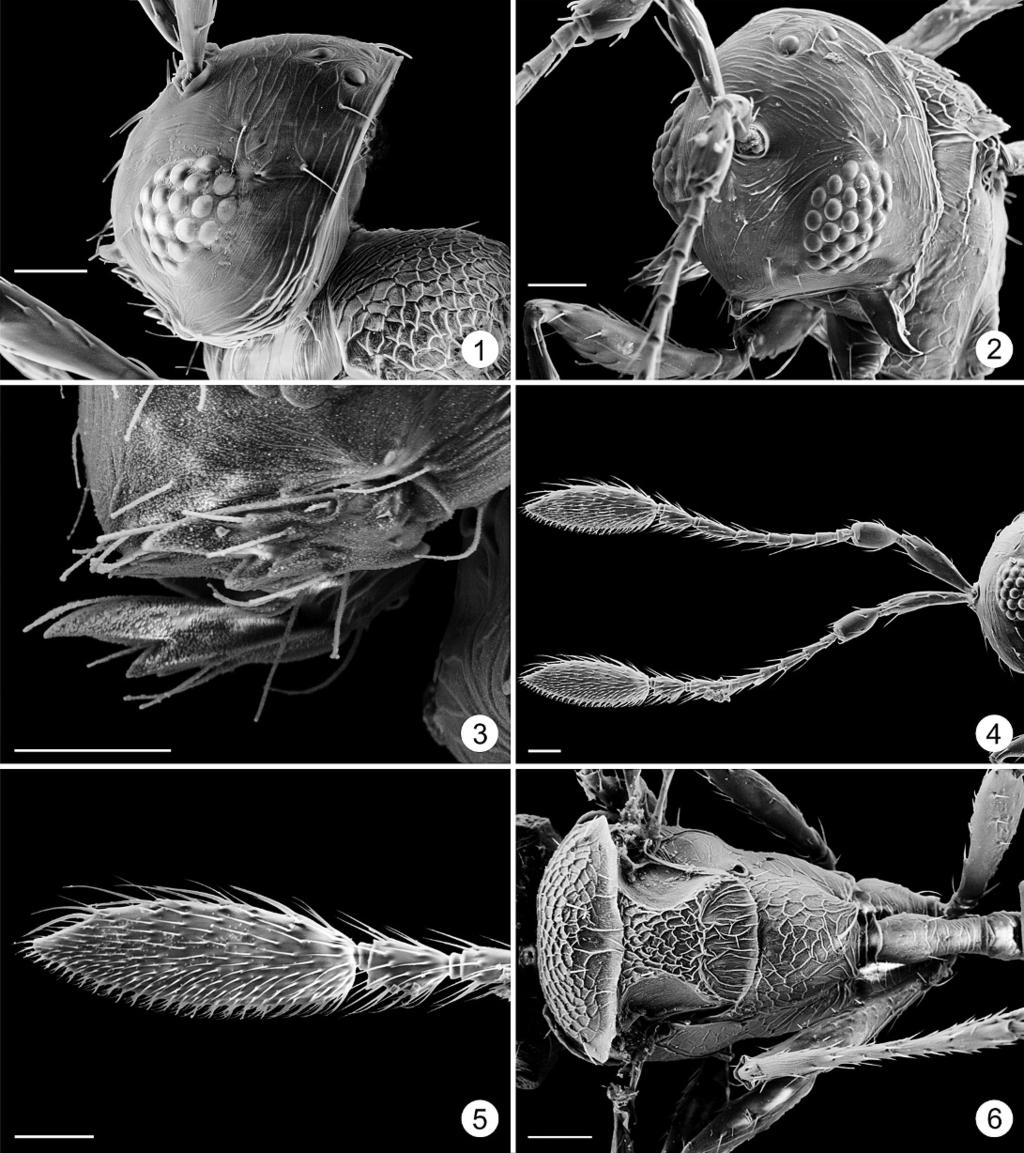 178 JOURNAL OF HYMENOPTERA RESEARCH Figs 1 6. Mymaromella pala. 1, head, dorsolateral; 2, head; 3, mandibles; 4, female antennae; 5, female clava; 6, mesosoma and petiole, dorsal. Scale lines 5 20 mm.