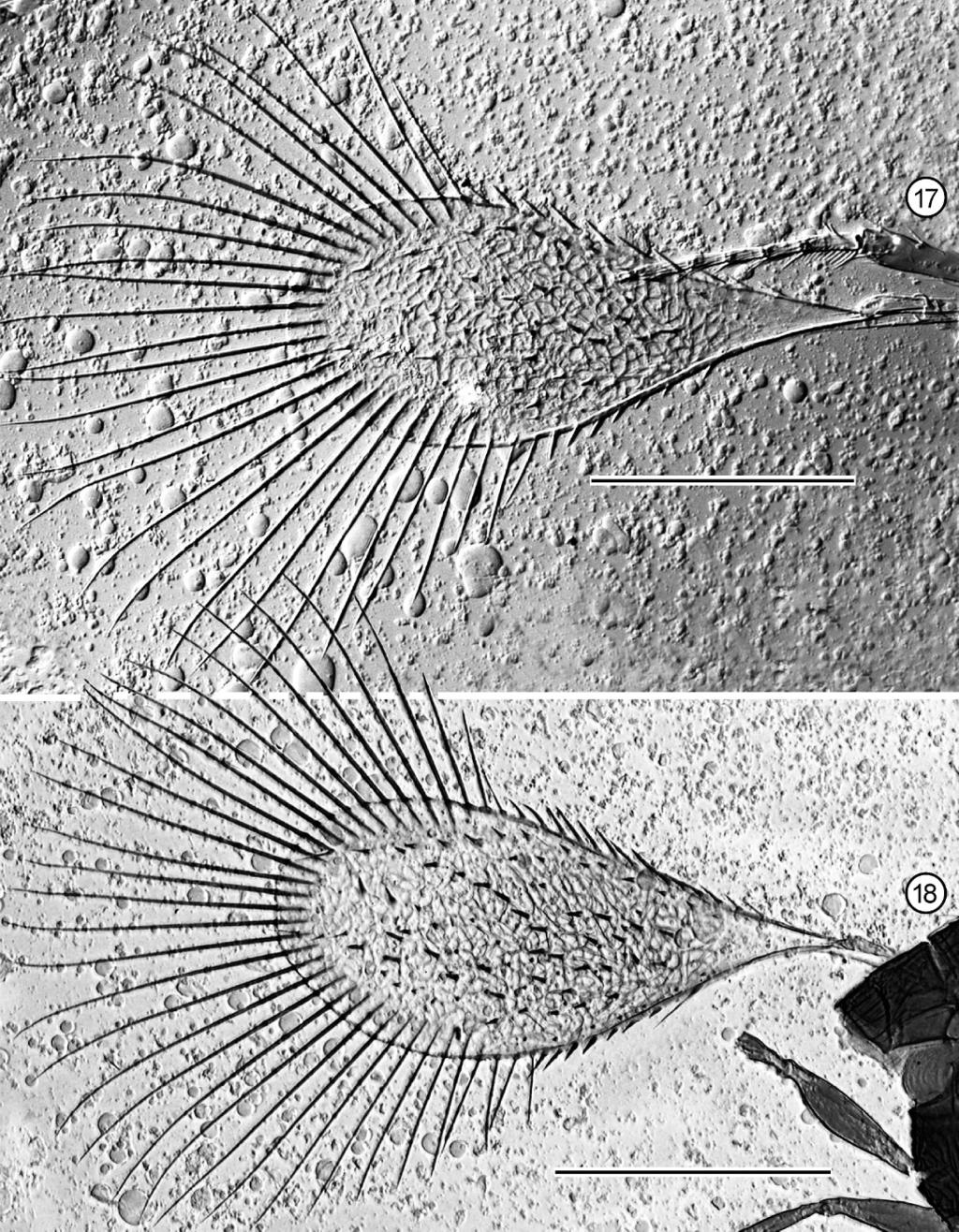 VOLUME 17, NUMBER 2, 2008 183 Figs 17, 18. Mymaromella chaoi, fore wings. 17, holotype; 18, paratype. Scale lines 5 50 mm. basal three-quarters of anterior and posterior margins beyond venation.