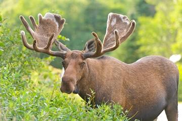 4 Moose are animals that eat grass. Figure shows a moose.