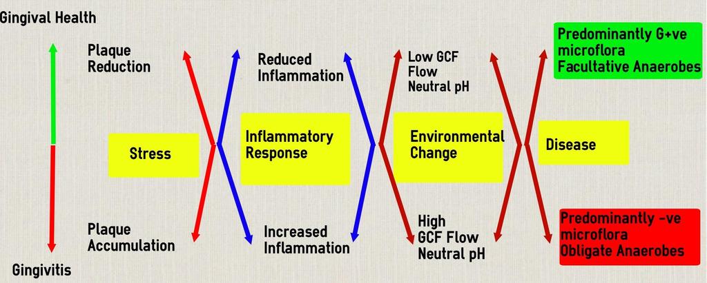 Ecological Plaque Hypothesis - Plaque build up leads to inflammation, which changes the environment, which leads to new