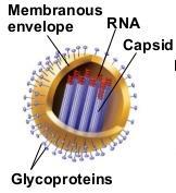 capsid protein - spikes are glycoproteins which forms long projections from the nucleocapsid or envelope, aid in viral attachment - some viruses have an envelope outside