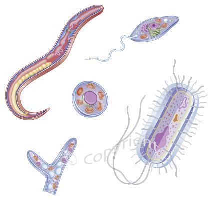 Eukarytotic Microorganisms: Have been responsible for Malaria, tapeworm and roundworm infections, amoebic dysentery,