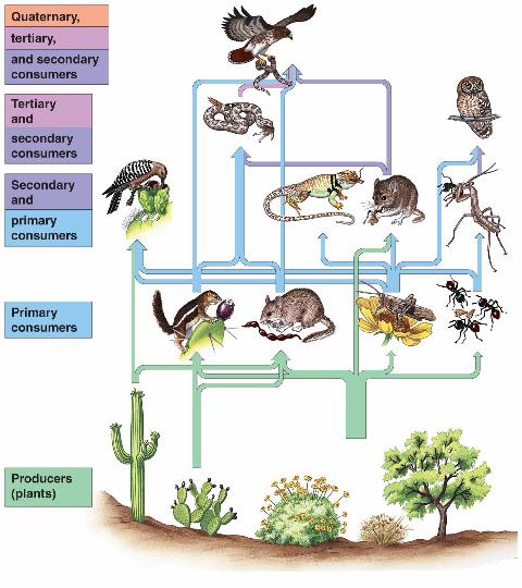 organisms can be part of several food chains Keystone species is a species whose impact