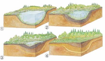 Ecological Succession Disturbances may cause a gradual replacement by other species Climax: