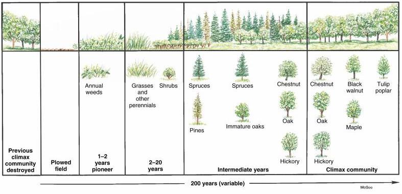 with no soil A soil layer needs to be generated Secondary succession: community is disturbed