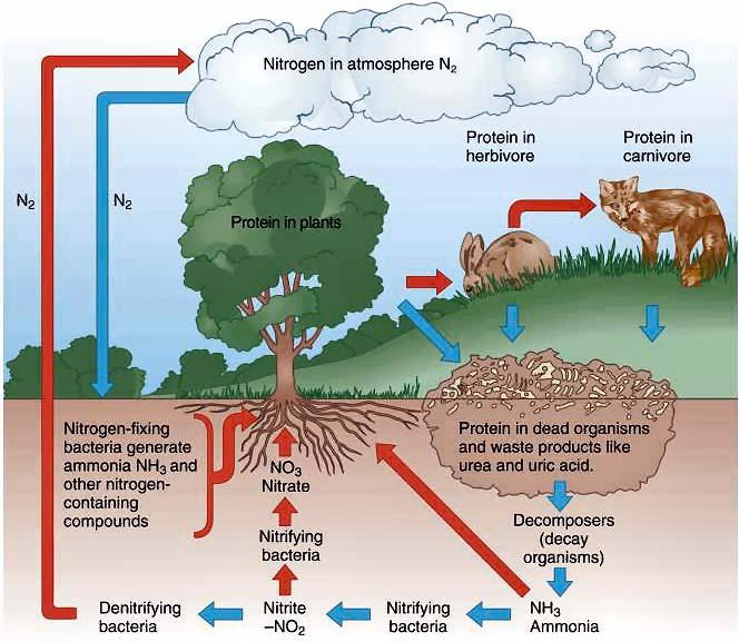 3) Nitrogen Cycle Nitrogen Raw material for Proteins, nitrogenous bases, ATP Only a few bacteria can