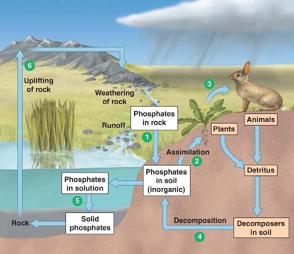 environments 4) Phosphorus Cycle Phosphorous The phosphorus cycle does not have an atmospheric