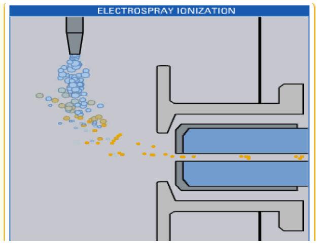 MS Detection ESI (Electrospray Ionization) Ionization process that uses electrical fields to