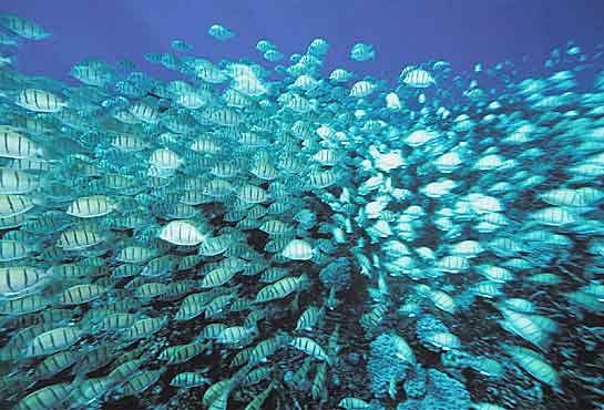 Summary Coral δ 18 O is a sensitive, reliable proxy for tropical Pacific climate change.