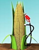 Biofuels: Renewable Organics Ethanol is a two-carbon hydrocarbon with an OH group.