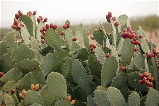 2. Prickly pear cactus (Opuntia) Leaves reduced to spines this reduces the surface area for transpiration and also acts as a defence against