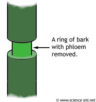 Ringing Experiment The phloem vessels are situated nearer to the bark in comparison with xylem à they can be selectively removed by cutting a ring in a stem just deep enough to cut the phloem but