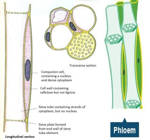 Structure of the phloem tissue: i. Long, narrow tube ii. Perforated sieve plates iii.