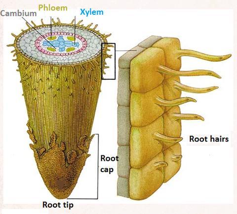 Root hairs and water uptake by plants Plants take in water from the soil, through their root hairs: At the very tip is a root cap.