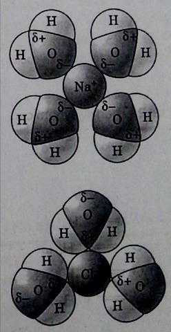 1- Physical Properties of Water: B Hydrophilic substances dissolve in water Figure 2-6: Solvation of ion.