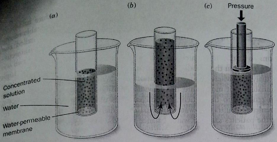1- Physical Properties of Water: D Water Moves by Osmosis and Solutes Move by Diffusion Figure 2-13: Osmotic Pressure.