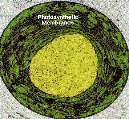 Photosynthetic prokaryotes lack chloroplasts. Instead, their photosynthetic membranes arise from infolded regions of the plasma membrane.