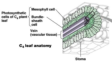 10.4 Alternative Mechanisms of Carbon Fixation The stomata are the major route for gas exchange (CO2 in and O2 out), and also for the loss of water (transpiration).