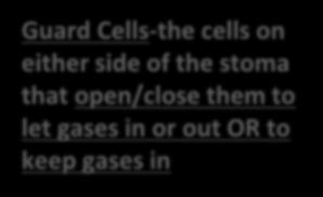 Guard Cells-the cells on either side of the stoma that