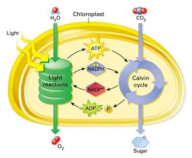 Light-Independent Reaction/ Dark Reaction/ Calvin Cycle 1 Basic Process